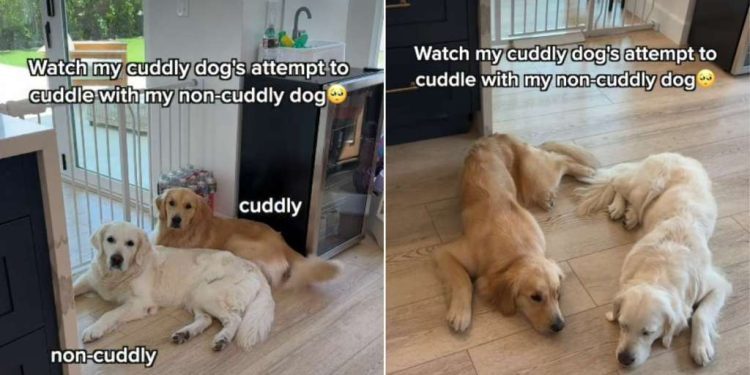 Golden Retriever Love for ‘Non-Cuddly’ Sibling Comes With a Catch