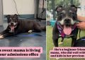 Mama Shelter Dog Now Takes Life at a Slower Pace, but Her Heart Is Still as Big as Ever