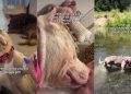 Human’s Chance Meeting With Shelter Dog Leads to Beautiful Foster Fail Story