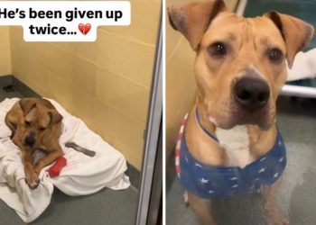 Shelter Dog Already Surrendered Twice Waits for His Permanent Family