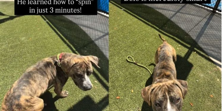 Shelter Puppy Is Full of Love & Adventure Despite Being Abandoned