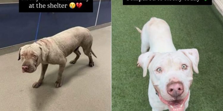 Shelter Dog’s Transformation From Intake Day to Now Proves Little Love & Care Can Go a Long Way