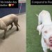 Shelter Dog’s Transformation From Intake Day to Now Proves Little Love & Care Can Go a Long Way