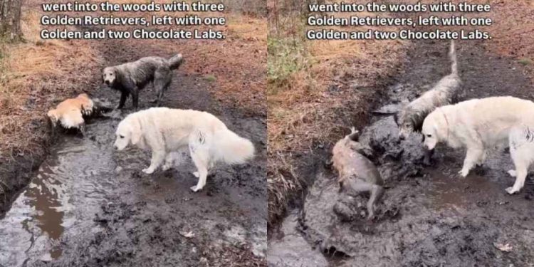 Two Golden Retrievers Went for a Walk, Came Back as Chocolate Labs