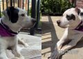 Senior Shelter Dog Who Lost Only Family She Ever Knew Finally Gets a Promise of Home