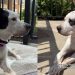Senior Shelter Dog Who Lost Only Family She Ever Knew Finally Gets a Promise of Home