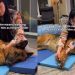Senior Dog Looks at Mom Like He Knows She Won’t Give up on Him, Then Kisses Her