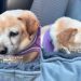Foster Dog Gets One Last Pep Talk Before Adoption & It’s a Tear-Jerker
