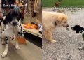 Humans Bring Shelter Puppy, Who Spent Life in a Crate, Home in a Surprise He Always Wanted
