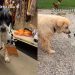 Humans Bring Shelter Puppy, Who Spent Life in a Crate, Home in a Surprise He Always Wanted