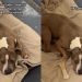 Shelter Dog Struggling To Stay Hopeful in a Kennel, Deserves a Forever Home