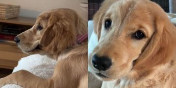 Golden Retriever Puppy’s Ears Are Always Wet for a Peculiar Reason