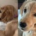 Golden Retriever Puppy’s Ears Are Always Wet for a Peculiar Reason