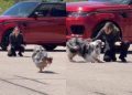 Dog Sees Grandma & Runs Straight to Her Like It’s the Best Day of Her Life