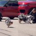 Dog Sees Grandma & Runs Straight to Her Like It’s the Best Day of Her Life