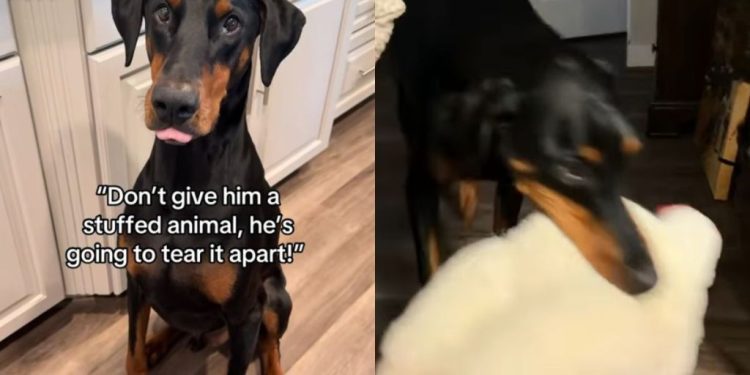 Big Dog Is So Gentle With His Toys Like They’re His Most Precious Treasures