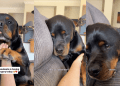 Dog Can’t Hide How Much He Misses Big Brother After He Went Into Surgery