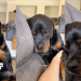 Dog Can’t Hide How Much He Misses Big Brother After He Went Into Surgery