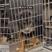 Shelter Puppy Wonders Why Everyone Keeps Passing Her by as She Wishes for a Loving Home