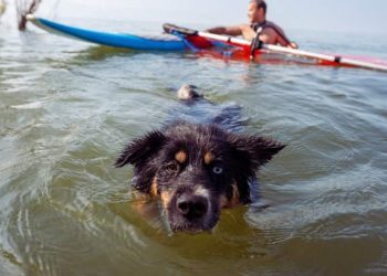‘Terrified’ Dog Rescued Nearly Three Miles Out to Sea After Wave Sweeps Him Away