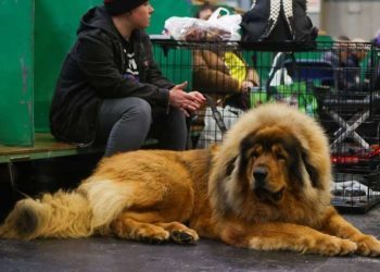 Large Shelter Dogs Get New Push To Beat Long Waits for Adoption
