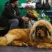 Large Shelter Dogs Get New Push To Beat Long Waits for Adoption
