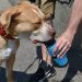 Protect Your Dogs From Heatwave With These Useful Tips