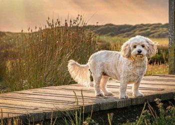 Senior Dog Finds a ‘Forever Spot’ in Family Home After Mom’s Sweet Gesture