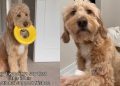 Internet Comforts Dog Who Loses His Favorite Frisbee Toy