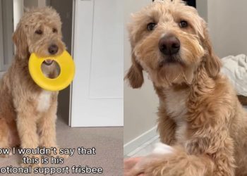 Internet Comforts Dog Who Loses His Favorite Frisbee Toy