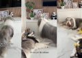Dog Finds Comfort in Little Furry Sisters After Brother’s Loss