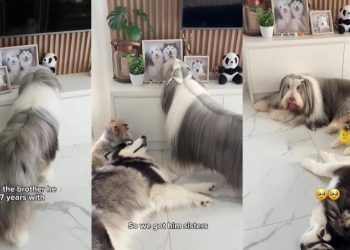Dog Finds Comfort in Little Furry Sisters After Brother’s Loss