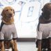 Meet NHL’s Stanley Pup 2026 Participants as Competition Nears Premiere