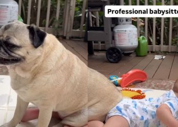 Pug Takes Babysitting Duties Far Too Literally