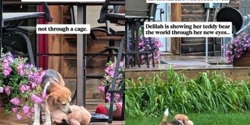 Rescue Dog Shows Her Teddy Bear What Her New, Safe Life Looks Like