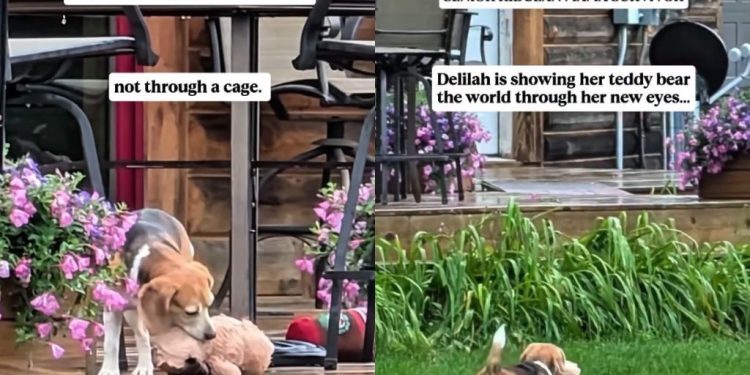 Rescue Dog Shows Her Teddy Bear What Her New, Safe Life Looks Like
