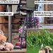 Rescue Dog Shows Her Teddy Bear What Her New, Safe Life Looks Like