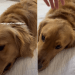 Video Shows ‘Mean’ Golden Retrievers Are Real