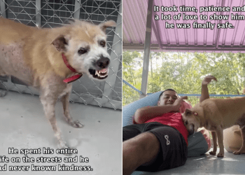 Rescue Dog Who ‘Never Knew Kindness’ Is Now All About Love