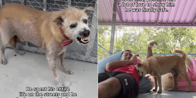 Rescue Dog Who ‘Never Knew Kindness’ Is Now All About Love