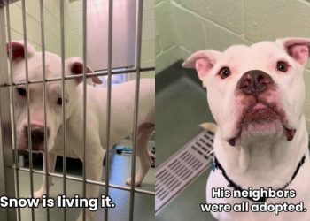 Rescue Dog Is the Only One Left Behind in the Shelter Until He Finally Gets the Good News