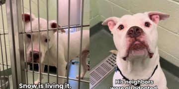 Rescue Dog Is the Only One Left Behind in the Shelter Until He Finally Gets the Good News