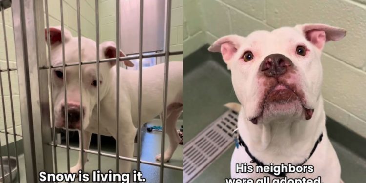 Rescue Dog Is the Only One Left Behind in the Shelter Until He Finally Gets the Good News