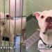 Rescue Dog Is the Only One Left Behind in the Shelter Until He Finally Gets the Good News