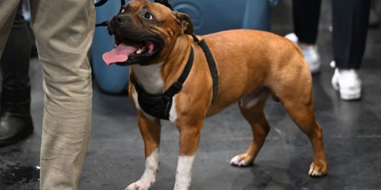 Dog Swept Into the Ocean Gets Dramatic Jet Ski Rescue