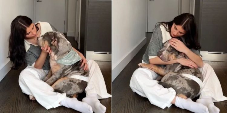 Rescue Dog Gets a Sweet Pep Talk From Foster Mom Before Adoption Event