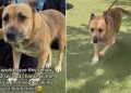 Senior Shelter Dog Doesn’t Want the Kennel to Be Her Whole World