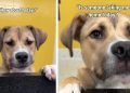 Shelter Dog Hears Day After Day That Nobody’s Taking Him Home & Still Never Loses Hope