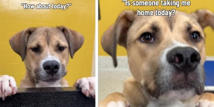 Shelter Dog Hears Day After Day That Nobody’s Taking Him Home & Still Never Loses Hope
