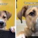 Shelter Dog Hears Day After Day That Nobody’s Taking Him Home & Still Never Loses Hope